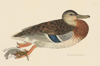 Rudbeck CFA 231 Mallard